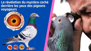 La révélation du mystère caché derrière les yeux des pigeons voyageurs [upl. by Elenahc]