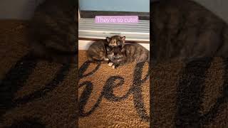 Adorable kittens snuggle in the sunlight kitten kittenish cutecat cutekittenvideos [upl. by Alanna]