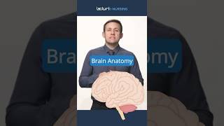 🧠 Discover Key Brain Areas BrainFunctions NeuroscienceEducation NCLEX [upl. by Garges]