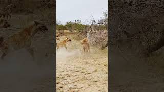 Dramatic Rescue by Hyenas after a Lion Catches one [upl. by Shina]