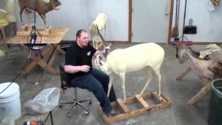 Taxidermy Time Lapse  Nyala [upl. by Ecirrehs]