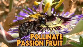 DIY  Increase passion fruit production by pollinating passion flowers by hand [upl. by Enirehtac136]