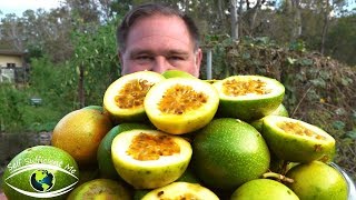 5 Tips How To Grow a Ton of Passionfruit From ONE Passion Fruit [upl. by Gerg294]