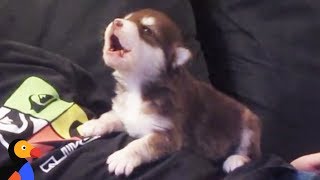 Malamute Husky Puppy Howling for the First Time  The Dodo [upl. by Jones]