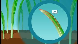 Plant hormones How IAA the most common form of auxin works [upl. by Aloibaf]