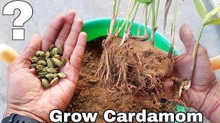 How to grow Cardamom How to grow Cardamom plant [upl. by Anair496]