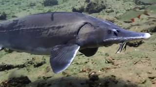 Sibirischer Stör in Löbejün Siberian sturgeon  Acipenser baerii [upl. by Eirrot]