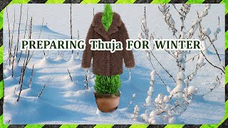 Thuja prepare the Arborwita shrub for wintering [upl. by Enilesoj]