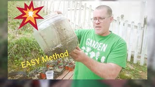 Propagating Mulberries from Cuttings SIMPLEST Method EVER [upl. by Julide601]