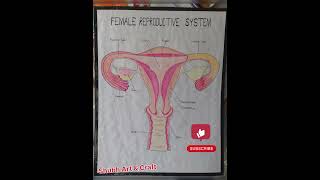 Female Reproductive System [upl. by Zerk440]