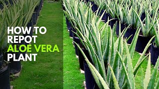 How To Repot Aloe vera Plant [upl. by Yuhas]