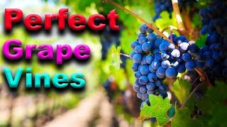 ESSENTIAL Grape Vine Growing Tips  That Really WORK [upl. by Yensehc651]