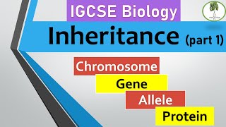 inheritance part 1 Chromosomes genes alleles IGCSE biology [upl. by Helaine486]