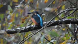 Kingfisher at Rutland Water [upl. by Lana143]