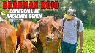 BRAHMAN ROJO Comercial conoce sus bondades en Hacienda Ochoa [upl. by Neeruan]