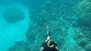 Spearfishing Cooktown  Australia [upl. by Lerej721]