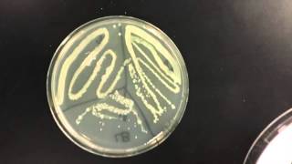 Lab 6 Catalase Test [upl. by Adniroc]