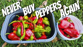 NEVER Buy Peppers Again  Growing A Years Worth Of Peppers [upl. by Zilvia]