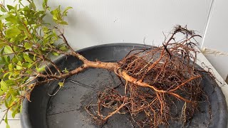 How to Start a Lilly Pilly Bonsai from Nursery Stock Syzygium Australe [upl. by Genni]