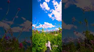 O janiya🌼 bollywood hindisong reels trendingshorts yttrending viralsong new naturelovers [upl. by Burrell691]