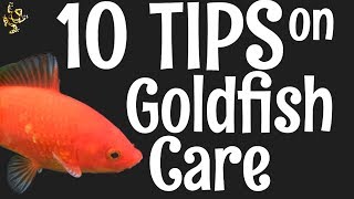 Goldfish Care 10 Things You Should Know [upl. by O'Carroll]