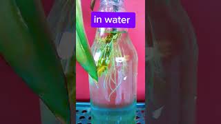 Dracaena plant can grow in both soil and water 👍 trendingsubscribe short [upl. by Ddet]