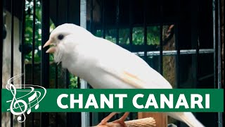 Chant de STIMULATION pour CANARI Canari BELGE chantant [upl. by Sandler]