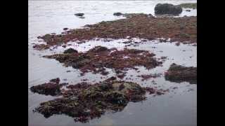 V Seaweed Culture in New England Chondrus Part 5 of 6 [upl. by Yramesor844]