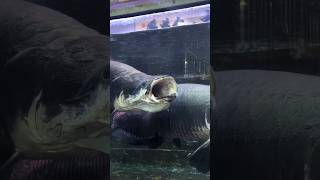 Giant arapaima fish 🤯 feeding time shortsfeed arapaimagigas monsterfish ytshorts viralshorts [upl. by Rafa785]