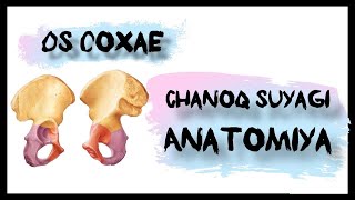 Chanoq suyagi  Os coxae  Anatomiya  lotin tilida [upl. by Lleznod]