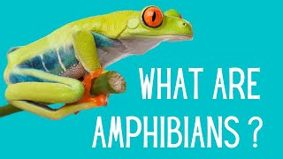 What are the characteristics of Amphibians [upl. by Dlanar598]