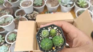 Unboxing Monstrose and Crested Gymno and Astrophytum  Plant Mail from Mindanao unboxing [upl. by Eisnyl]