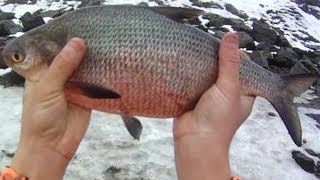 Bait Fishing 3  Snagging Gizzard Shad and Nightcrawler Fishing for White Sucker and Fallfish [upl. by Idihsar]