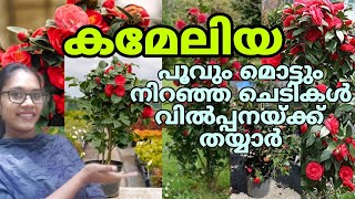 🌺💮🤩കമേലിയ പൂവും മൊട്ടും നിറഞ്ഞ ചെടികൾ വിൽപ്പനയ്ക്ക് റെഡിgardening reels [upl. by Roberto]