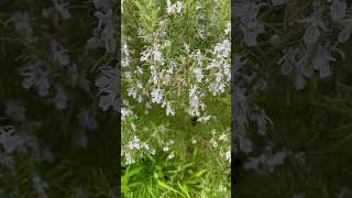 Rosemary Flowers [upl. by Editha]