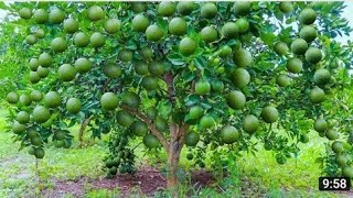 Fiz minha PLANTA TOMBAR de FRUTOS quando usei esse ADUBO adubo que você tem em casa [upl. by Malchus]