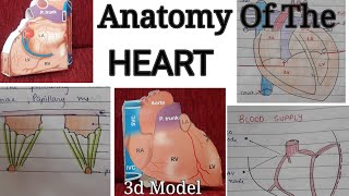 Anatomy Of The HEART in Detail  Notes  Surfaces  Borders  Relations  Blood Supply  Veins [upl. by Onihc]