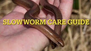 REPTILES SLOW WORMS facts and how to keep them [upl. by Attenweiler]