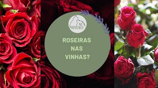 Roseiras nas vinhas [upl. by Marr999]