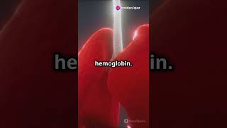 What is Hameoglobin and its function in human body viralvideo microworlds youtubeyoutubeshorts [upl. by Morentz]