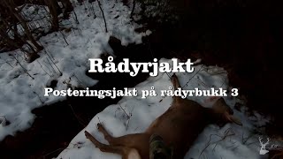 Rådyrjakt Posteringsjakt på rådyrbukk 3 [upl. by Nico256]