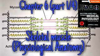 Skeletal muscle physiological anatomy sarcomere actin myosinchapter 6part14Guyton and hall [upl. by Milone]