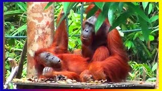 Bornean Orangutan Monkey Breeds Mating In Love And Training Around The World [upl. by Laresa]