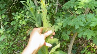 🌱Conociendo Verbascum Thapsus Gordolobo y Lactuca🌱 un video de HERBOLARIA [upl. by Rayner775]