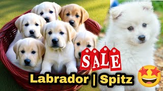 Labrador amp Spitz puppies available for sale🤩  PETS POINT [upl. by Rudy]