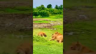 Hyenas are much tougher than lions😱animals viralvideo trendingshorts lion hyena [upl. by Bagley483]