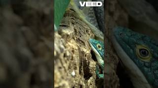 Snakes 🐍 shed their skin read caption snake facts shorts viralvideo [upl. by Idolem114]