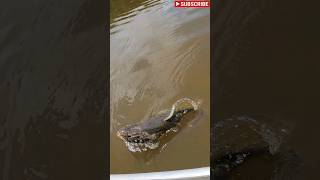 A GIANT Wolf Fish Aimara Tries to Jump into the Boat fishing jungle river dangerous [upl. by Mccully768]