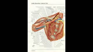 Orthopaedic Case Presentation Plate 30 [upl. by Zenobia]