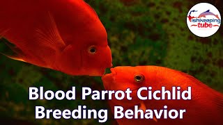 Blood Parrot Cichlid Breeding Behavior  Kissing Sence 🐟 [upl. by Rehpinej]